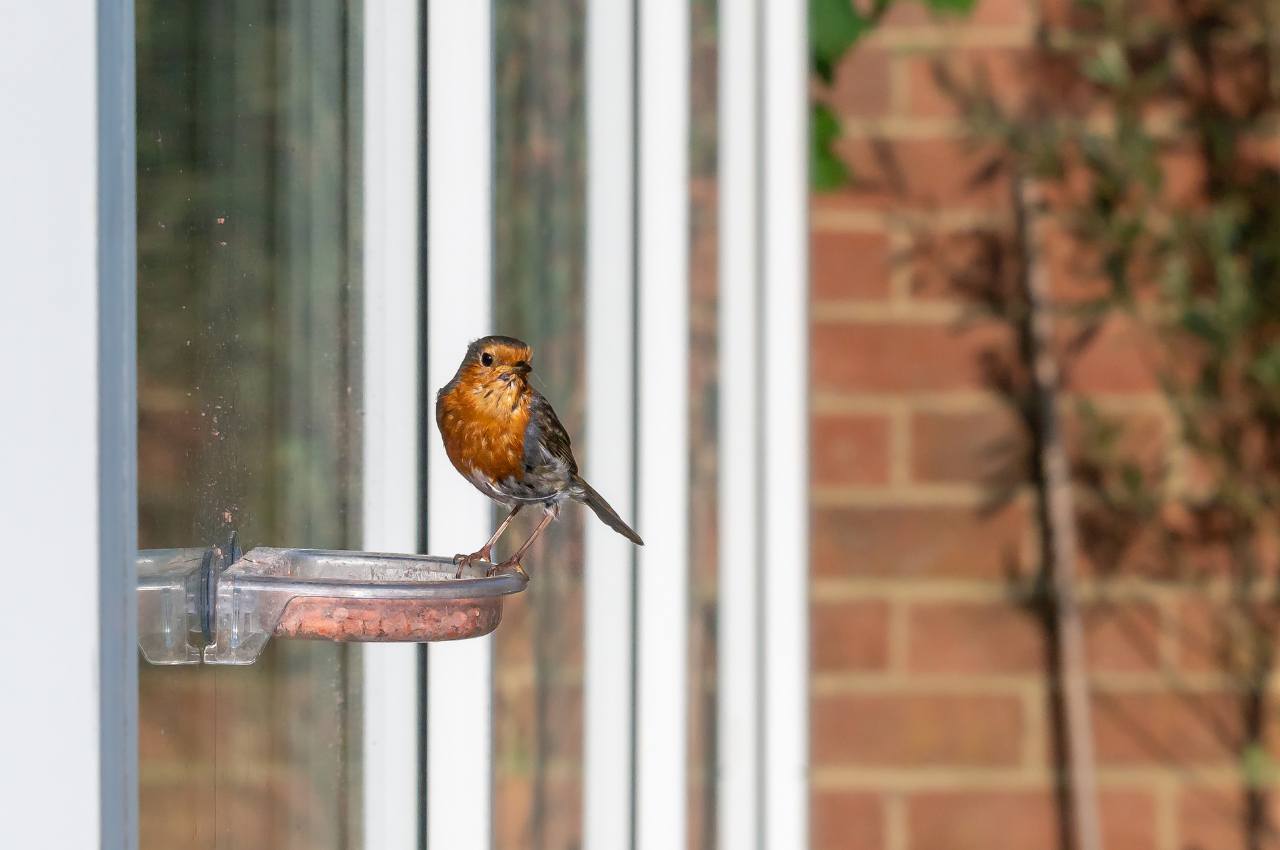 Best Place for a Window Feeder: Tips for Attracting Birds